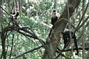 Img_7105-malpa kapucinska-white-faced-capuchin.jpg